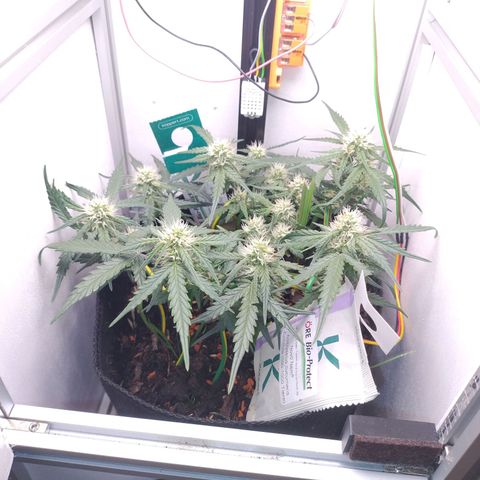 Wiki growlog timeline photo