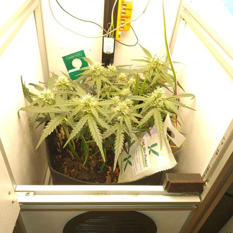 Wiki growlog timeline photo