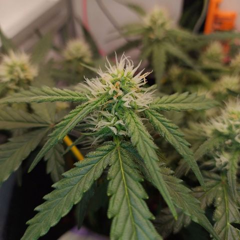 Wiki growlog timeline photo