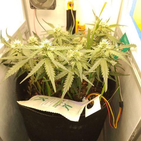 Wiki growlog timeline photo