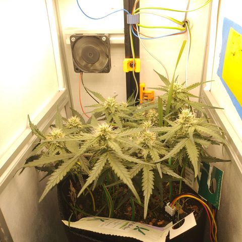 Wiki growlog timeline photo