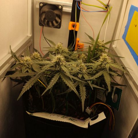 Wiki growlog timeline photo