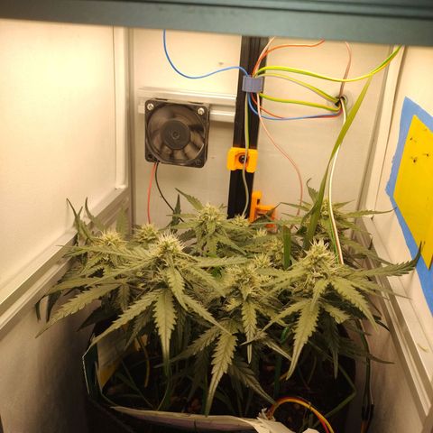 Wiki growlog timeline photo