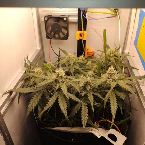Wiki growlog timeline photo