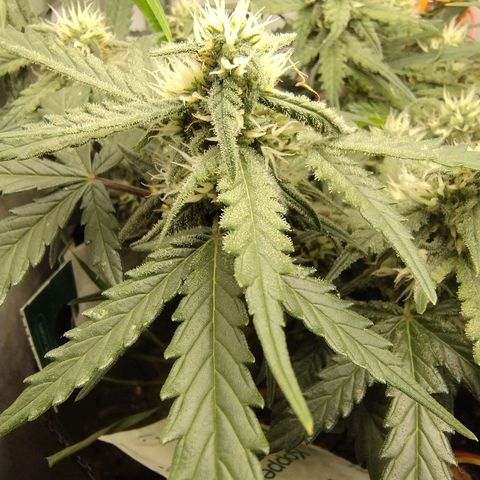 Wiki growlog timeline photo