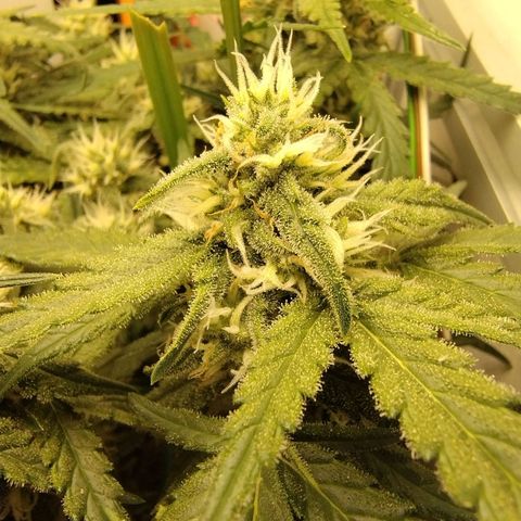 Wiki growlog timeline photo