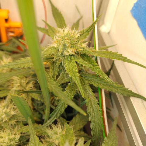Wiki growlog timeline photo