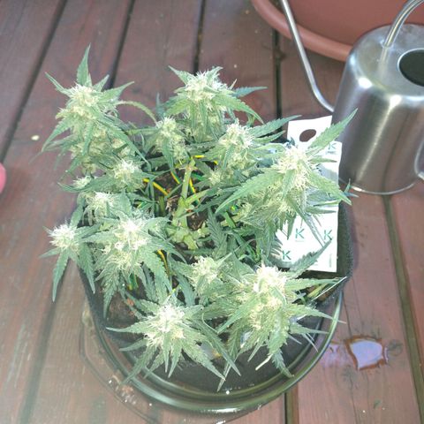 Wiki growlog timeline photo
