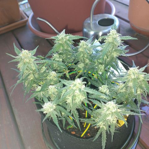 Wiki growlog timeline photo