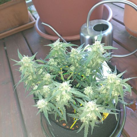 Wiki growlog timeline photo