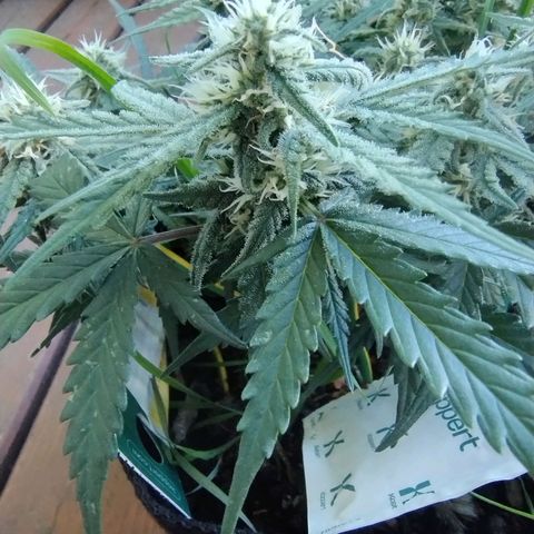 Wiki growlog timeline photo
