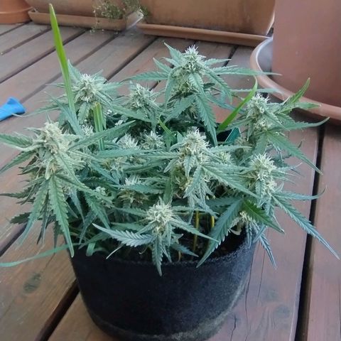 Wiki growlog timeline photo