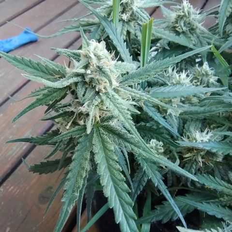 Wiki growlog timeline photo