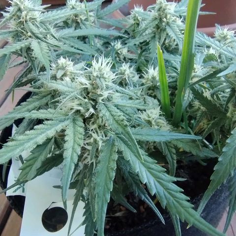 Wiki growlog timeline photo