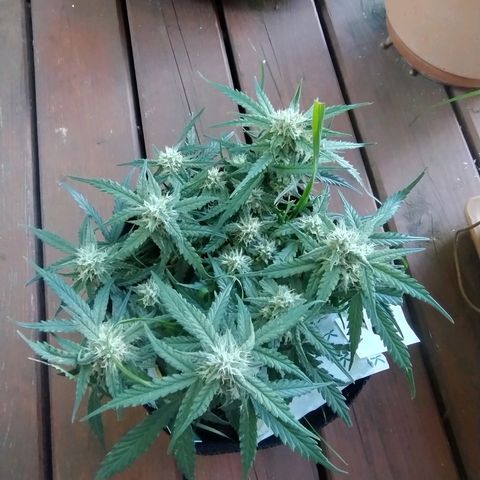 Wiki growlog timeline photo