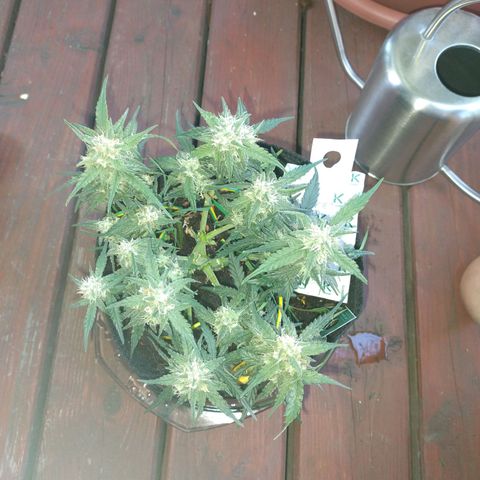 Wiki growlog timeline photo
