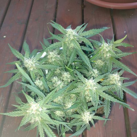 Wiki growlog timeline photo