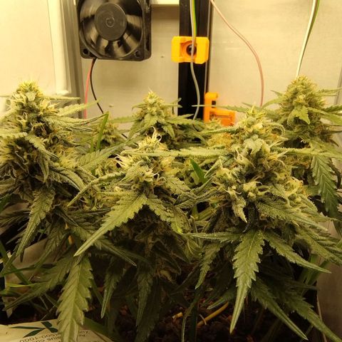 Wiki growlog timeline photo