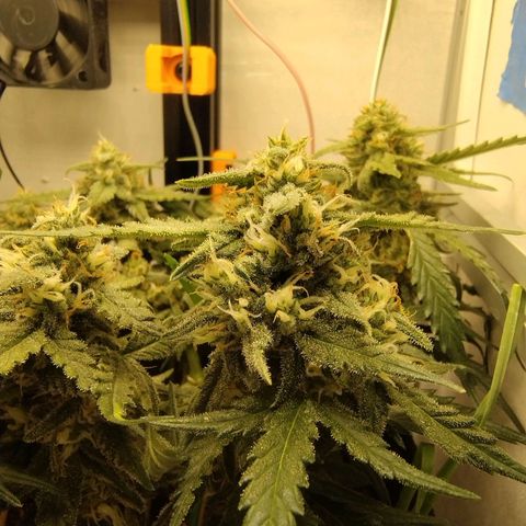Wiki growlog timeline photo
