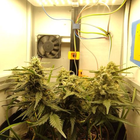 Wiki growlog timeline photo