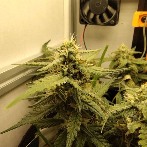 Wiki growlog timeline photo