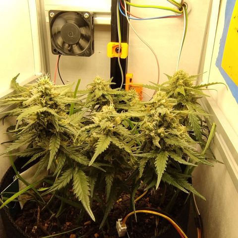Wiki growlog timeline photo