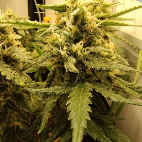 Wiki growlog timeline photo