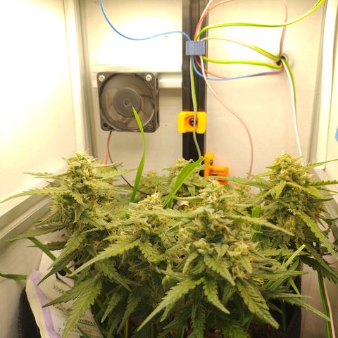 Wiki growlog timeline photo