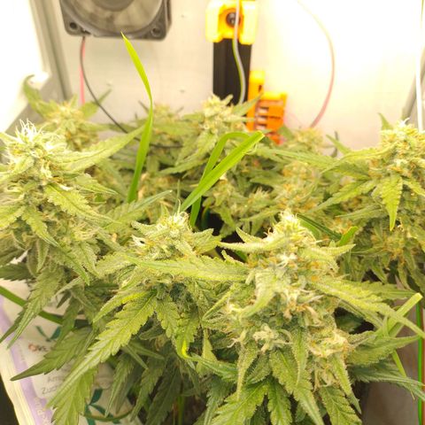 Wiki growlog timeline photo