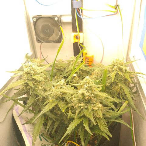 Wiki growlog timeline photo