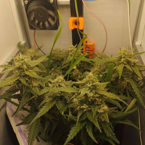 Wiki growlog timeline photo