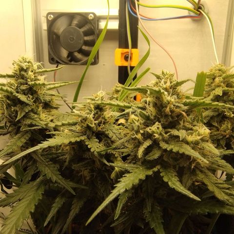 Wiki growlog timeline photo