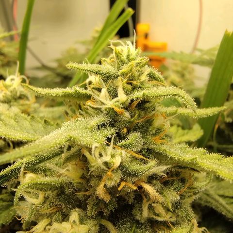 Wiki growlog timeline photo