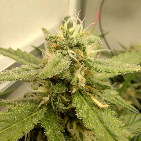 Wiki growlog timeline photo