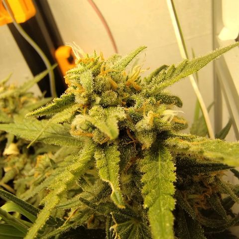 Wiki growlog timeline photo