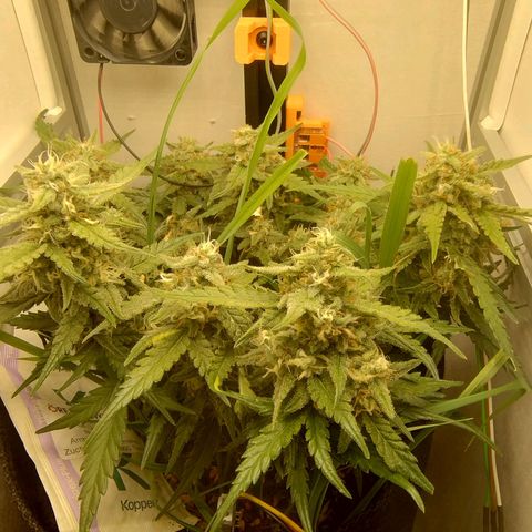 Wiki growlog timeline photo