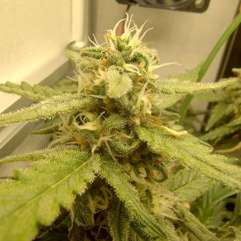 Wiki growlog timeline photo