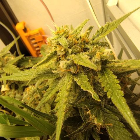 Wiki growlog timeline photo