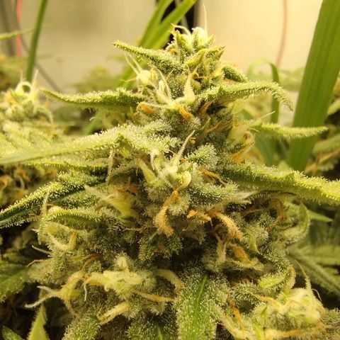 Wiki growlog timeline photo