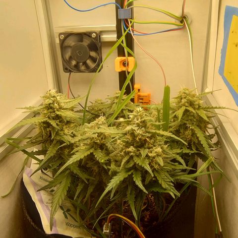 Wiki growlog timeline photo