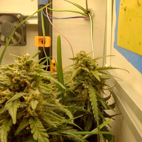 Wiki growlog timeline photo