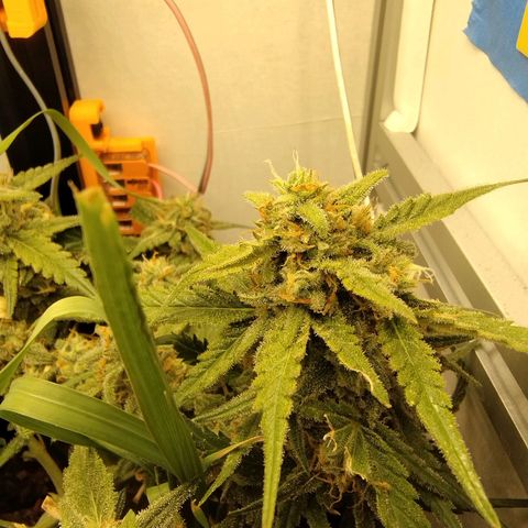 Wiki growlog timeline photo