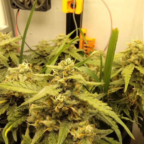 Wiki growlog timeline photo