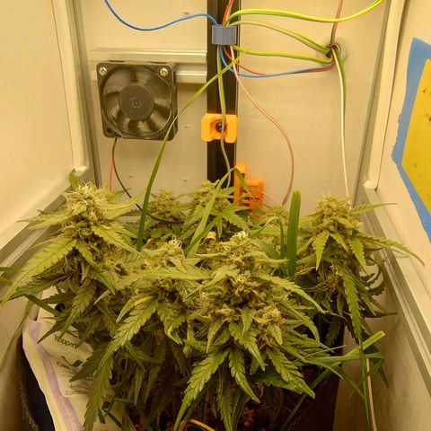 Wiki growlog timeline photo