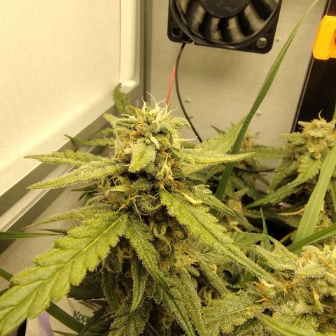 Wiki growlog timeline photo