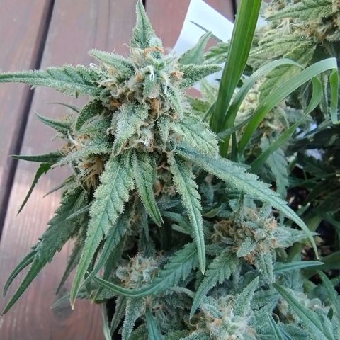 Wiki growlog timeline photo