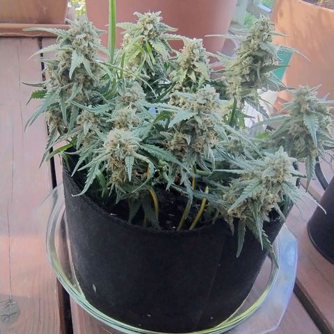Wiki growlog timeline photo