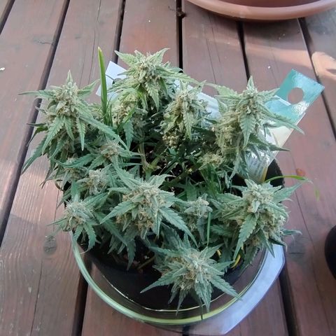 Wiki growlog timeline photo