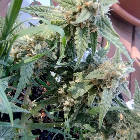 Wiki growlog timeline photo