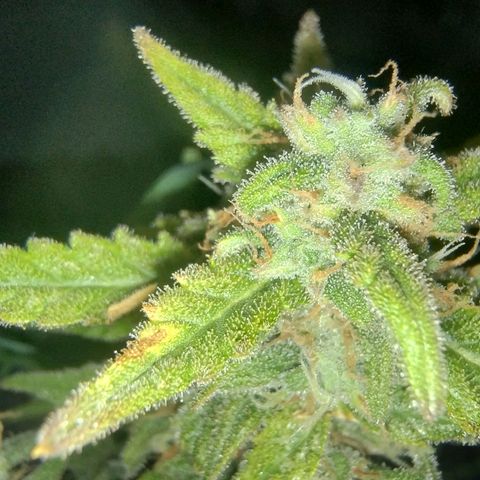 Wiki growlog timeline photo